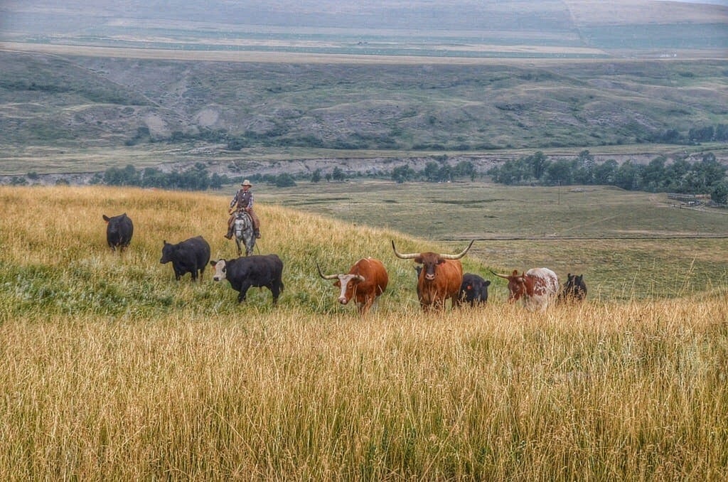 Alberta Canada Cowboy